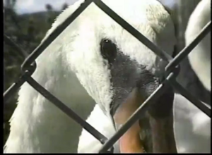 Swan Song